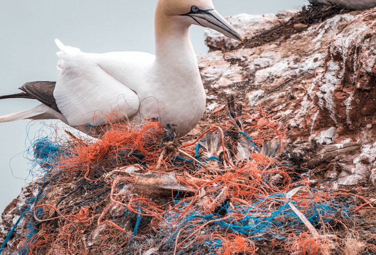 save the seabirds from dying